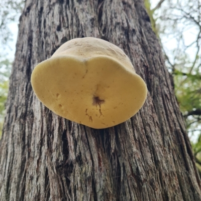 Laetiporus portentosus (White Punk) at The Pinnacle - 30 Apr 2024 by WalkYonder