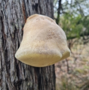 Laetiporus portentosus at The Pinnacle - 30 Apr 2024