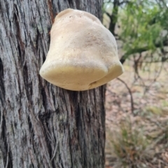 Laetiporus portentosus at The Pinnacle - 30 Apr 2024