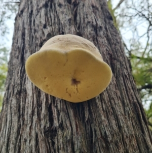 Laetiporus portentosus at The Pinnacle - 30 Apr 2024