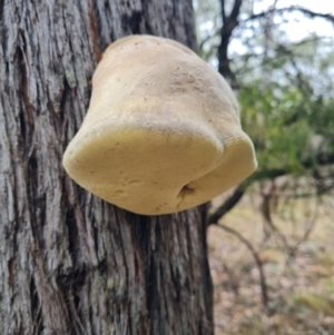 Laetiporus portentosus at The Pinnacle - 30 Apr 2024