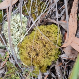 Cladia aggregata at The Pinnacle - 30 Apr 2024