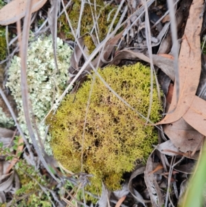 Cladia aggregata (A lichen) at The Pinnacle by WalkYonder