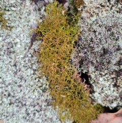 Cladia aggregata at The Pinnacle - 30 Apr 2024