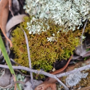 Cladia aggregata at The Pinnacle - 30 Apr 2024