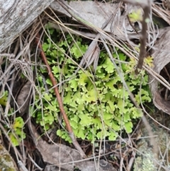 Cladia muelleri (A lichen) at The Pinnacle - 30 Apr 2024 by WalkYonder