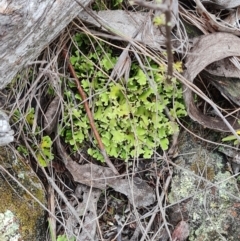 Cladia muelleri at The Pinnacle - 30 Apr 2024