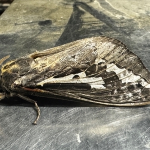 Abantiades atripalpis (Bardee grub/moth, Rain Moth) at Canberra Airport, ACT by FeralGhostbat