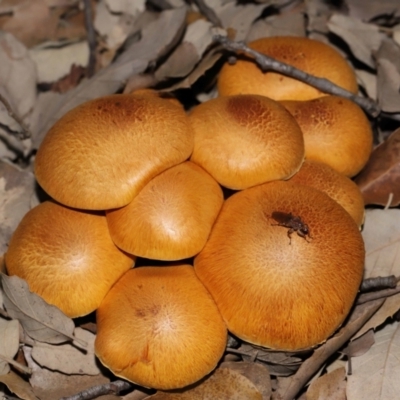 Gymnopilus junonius (Spectacular Rustgill) at National Arboretum Forests - 3 May 2024 by TimL