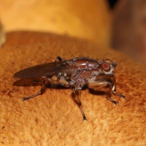 Tapeigaster sp. (genus) at Yarralumla, ACT by TimL