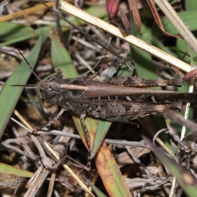 Unidentified Grasshopper (several families) at Yarralumla, ACT - 3 May 2024 by TimL