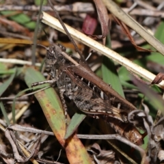 Heteropternis obscurella at National Arboretum Forests - 3 May 2024