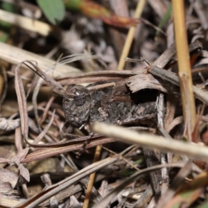 Heteropternis obscurella at National Arboretum Forests - 3 May 2024 02:01 PM