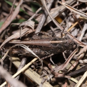 Heteropternis obscurella at National Arboretum Forests - 3 May 2024 02:01 PM