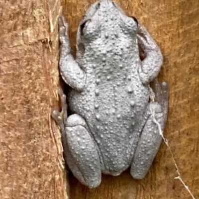 Litoria peronii (Peron's Tree Frog, Emerald Spotted Tree Frog) at Nicholls, ACT - 1 Oct 2022 by Bill7Graham