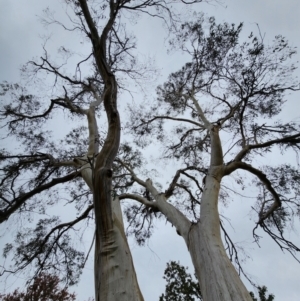 Eucalyptus pauciflora subsp. pauciflora at Deakin, ACT - 5 May 2024