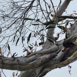 Eucalyptus pauciflora subsp. pauciflora at Deakin, ACT - 5 May 2024