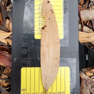 Eucalyptus pauciflora subsp. pauciflora at Deakin, ACT - 5 May 2024