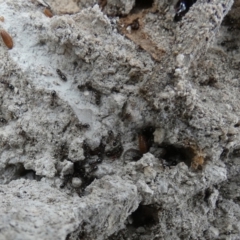 Unidentified Ant (Hymenoptera, Formicidae) at QPRC LGA - 4 May 2024 by Paul4K
