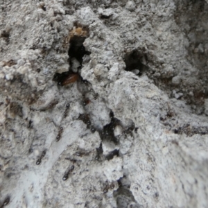 Formicidae (family) at Boro - 4 May 2024