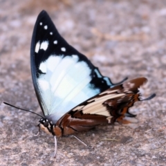 Charaxes sempronius (Tailed Emperor) at Wodonga, VIC - 5 May 2024 by KylieWaldon