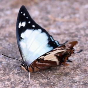 Charaxes sempronius at Wodonga - 5 May 2024