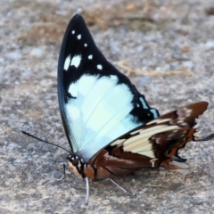 Charaxes sempronius at Wodonga - 5 May 2024 11:12 AM