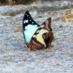 Charaxes sempronius at Wodonga - 5 May 2024