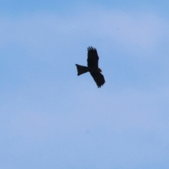 Milvus migrans (Black Kite) at Charles Sturt University - 5 May 2024 by KylieWaldon