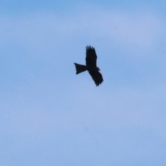 Milvus migrans (Black Kite) at Albury - 4 May 2024 by KylieWaldon