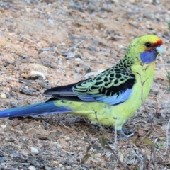 Platycercus elegans flaveolus (Yellow Rosella) at Albury - 4 May 2024 by KylieWaldon