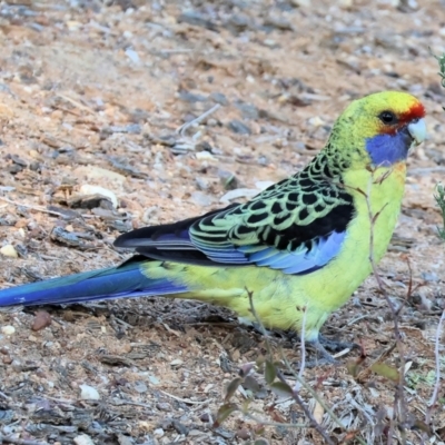 Platycercus elegans flaveolus (Yellow Rosella) at Charles Sturt University - 4 May 2024 by KylieWaldon