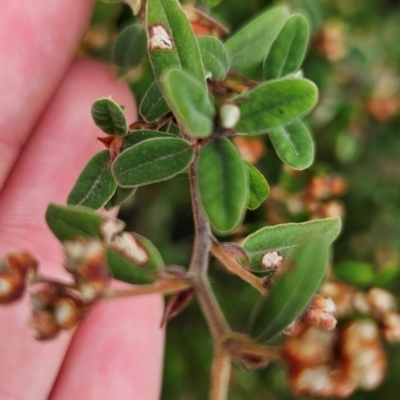 Pomaderris pallida (Pale Pomaderris) at Uriarra Village, ACT - 5 May 2024 by BethanyDunne