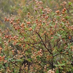 Pomaderris pallida at Bullen Range - 5 May 2024