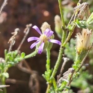 Vittadinia cuneata var. cuneata at The Pinnacle - 1 May 2024