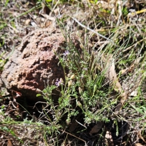 Vittadinia cuneata var. cuneata at The Pinnacle - 1 May 2024