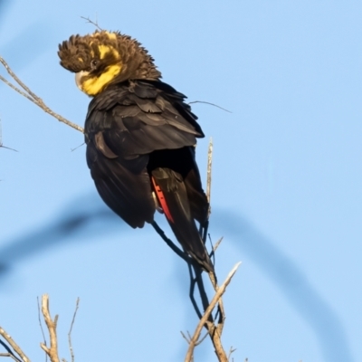 Calyptorhynchus lathami lathami (Glossy Black-Cockatoo) at Wingecarribee Local Government Area - 26 Apr 2024 by NigeHartley