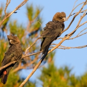 Calyptorhynchus lathami lathami at Penrose - 26 Apr 2024