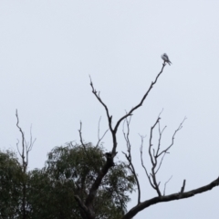 Elanus axillaris (Black-shouldered Kite) at Carrick, NSW - 2 May 2024 by NigeHartley