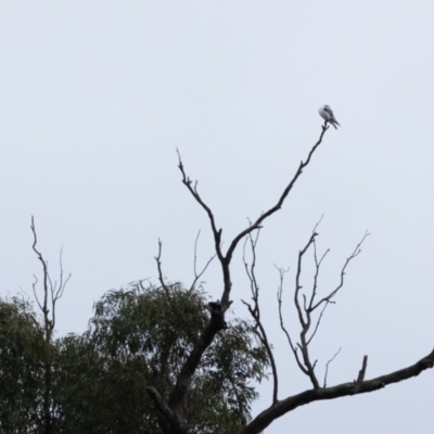 Elanus axillaris (Black-shouldered Kite) at Carrick, NSW - 2 May 2024 by NigeHartley