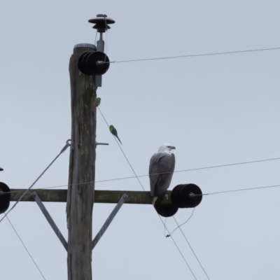 Haliaeetus leucogaster (White-bellied Sea-Eagle) at Carrick, NSW - 2 May 2024 by NigeHartley