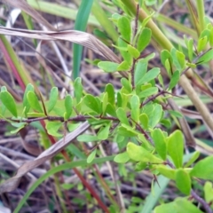 Pyracantha fortuneana (Firethorn) at The Pinnacle - 4 May 2024 by sangio7