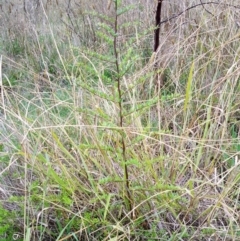 Pyracantha fortuneana at The Pinnacle - 4 May 2024