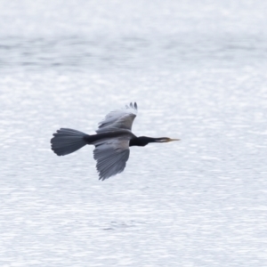 Anhinga novaehollandiae at Carrick, NSW - 2 May 2024