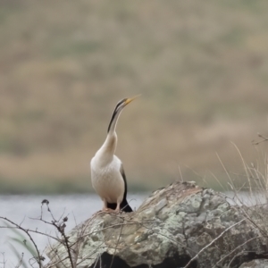 Anhinga novaehollandiae at Carrick, NSW - 2 May 2024