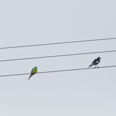 Psephotus haematonotus (Red-rumped Parrot) at Carrick, NSW - 2 May 2024 by NigeHartley