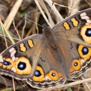 Junonia villida at Carrick, NSW - 2 May 2024