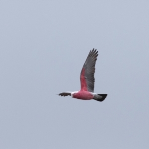 Eolophus roseicapilla at Carrick, NSW - 2 May 2024