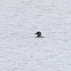 Biziura lobata (Musk Duck) at Carrick, NSW - 2 May 2024 by NigeHartley