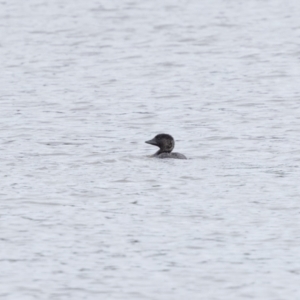 Biziura lobata at Carrick, NSW - 2 May 2024